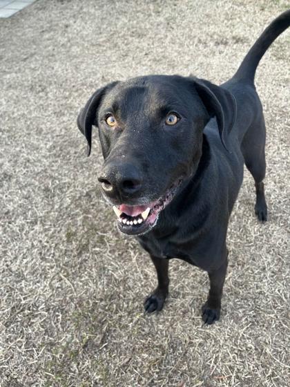 Tolkien, Adoptable, Senior Male Labrador Retriever & Mixed Breed.