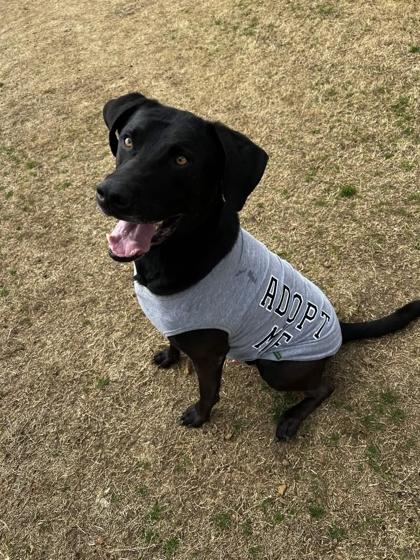 Tolkien, a Adoptable mixed breed in Memphis, TN image 2/3