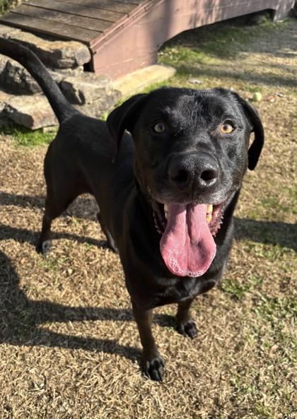 Enlarge Tolkien, a Adoptable mixed breed in Memphis, TN image 3/3
