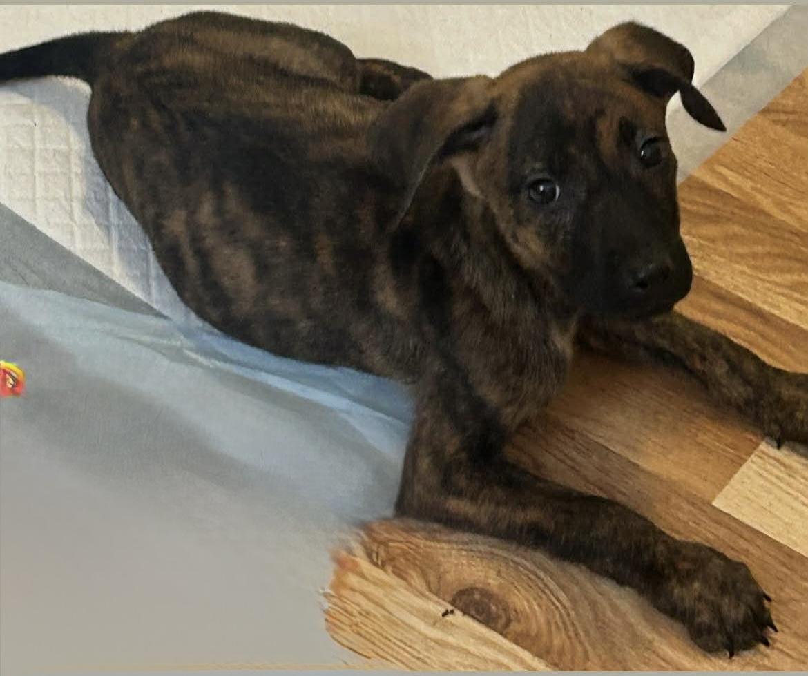 Rexy, Adoptable, Puppy Female Dutch Shepherd & Pit Bull Terrier.