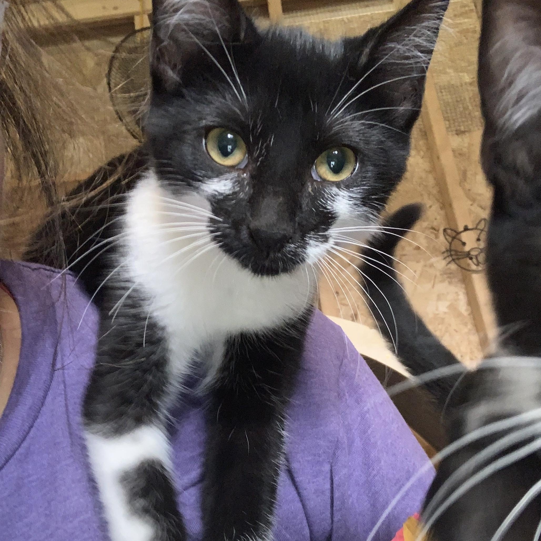 Enlarge Jazzy, a Adoptable Domestic Short Hair in Ludington, MI image 2/2
