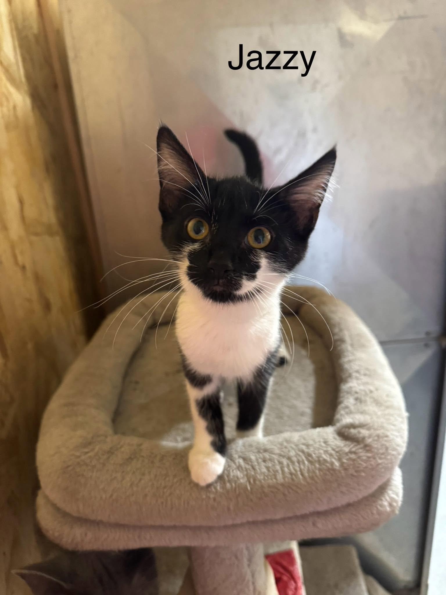 Enlarge Jazzy, a Adoptable Domestic Short Hair in Ludington, MI image 1/2