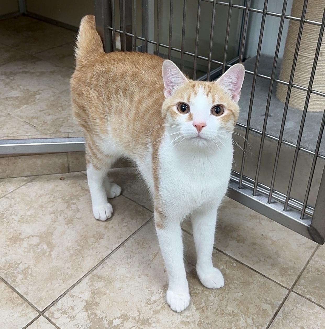 Enlarge Eggo, an adopted Domestic Short Hair in Kearneysville, WV image 2/3