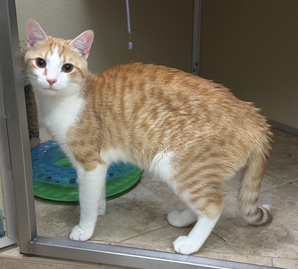 Enlarge Eggo, an adopted Domestic Short Hair in Kearneysville, WV image 3/3