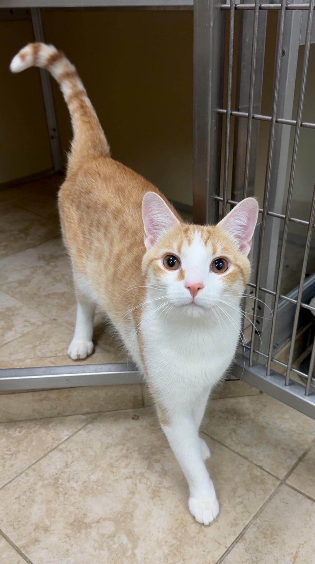 Eggo, adopted, Young Male Domestic Short Hair.
