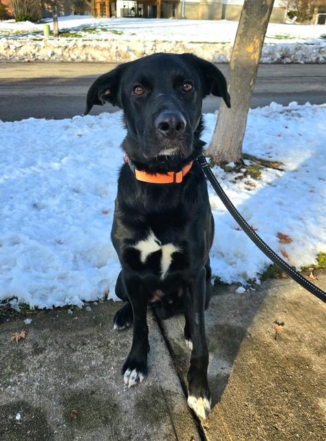 Zeus, a ADOPTABLE mixed breed in Markham, ON image 3/3