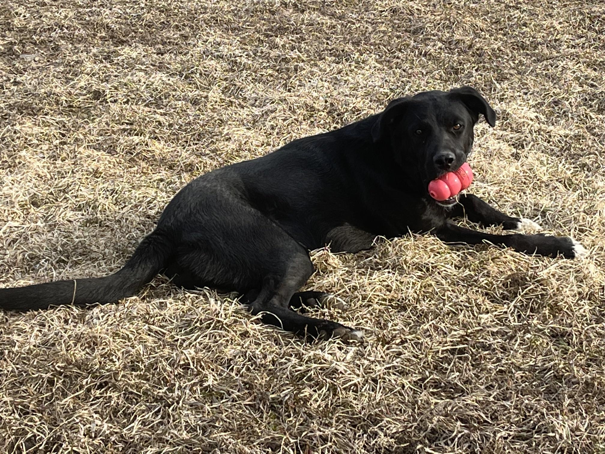 Zeus, adoptable, Young Male Black Labrador Retriever & Australian Shepherd.