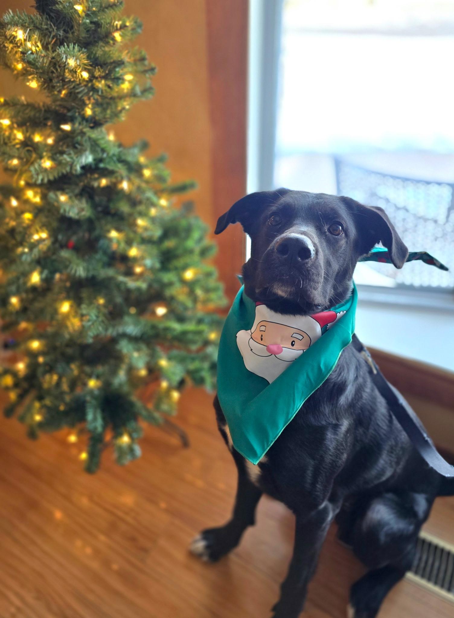 Zeus, a ADOPTABLE mixed breed in Markham, ON image 2/3