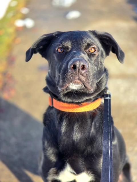 Zeus, ADOPTABLE, Young Male Black Labrador Retriever & Australian Shepherd.