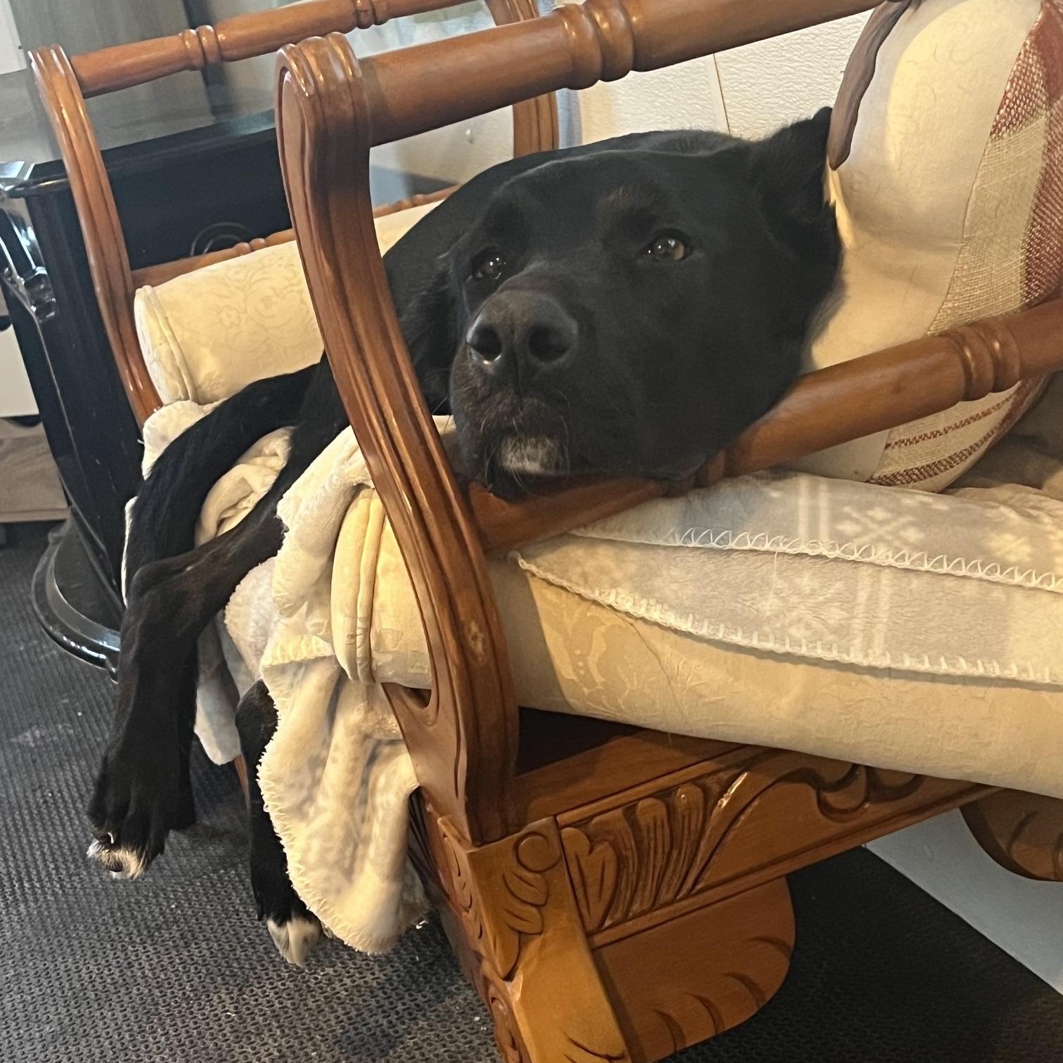 Enlarge Zeus, an adoptable mixed breed in Markham, ON image 2/5