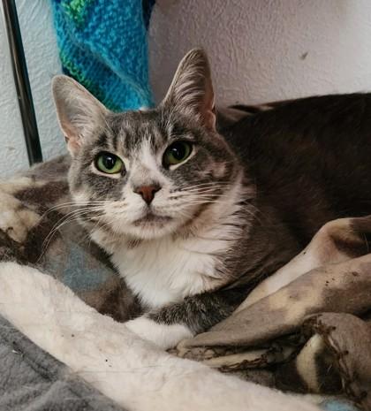 Pearl, ADOPTABLE, Young Female Domestic Short Hair.