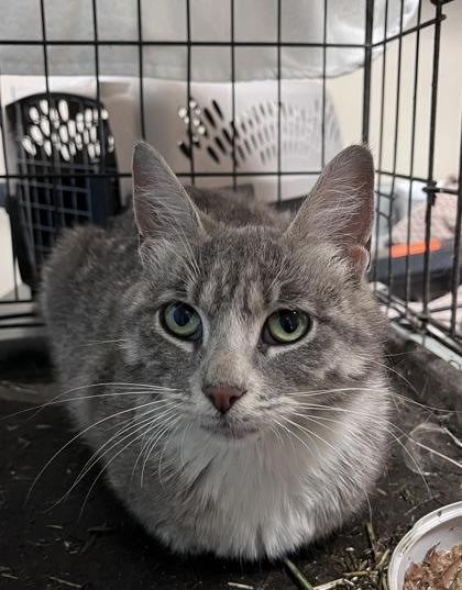 Enlarge Pearl, a ADOPTABLE Domestic Short Hair in Missoula, MT image 2/2