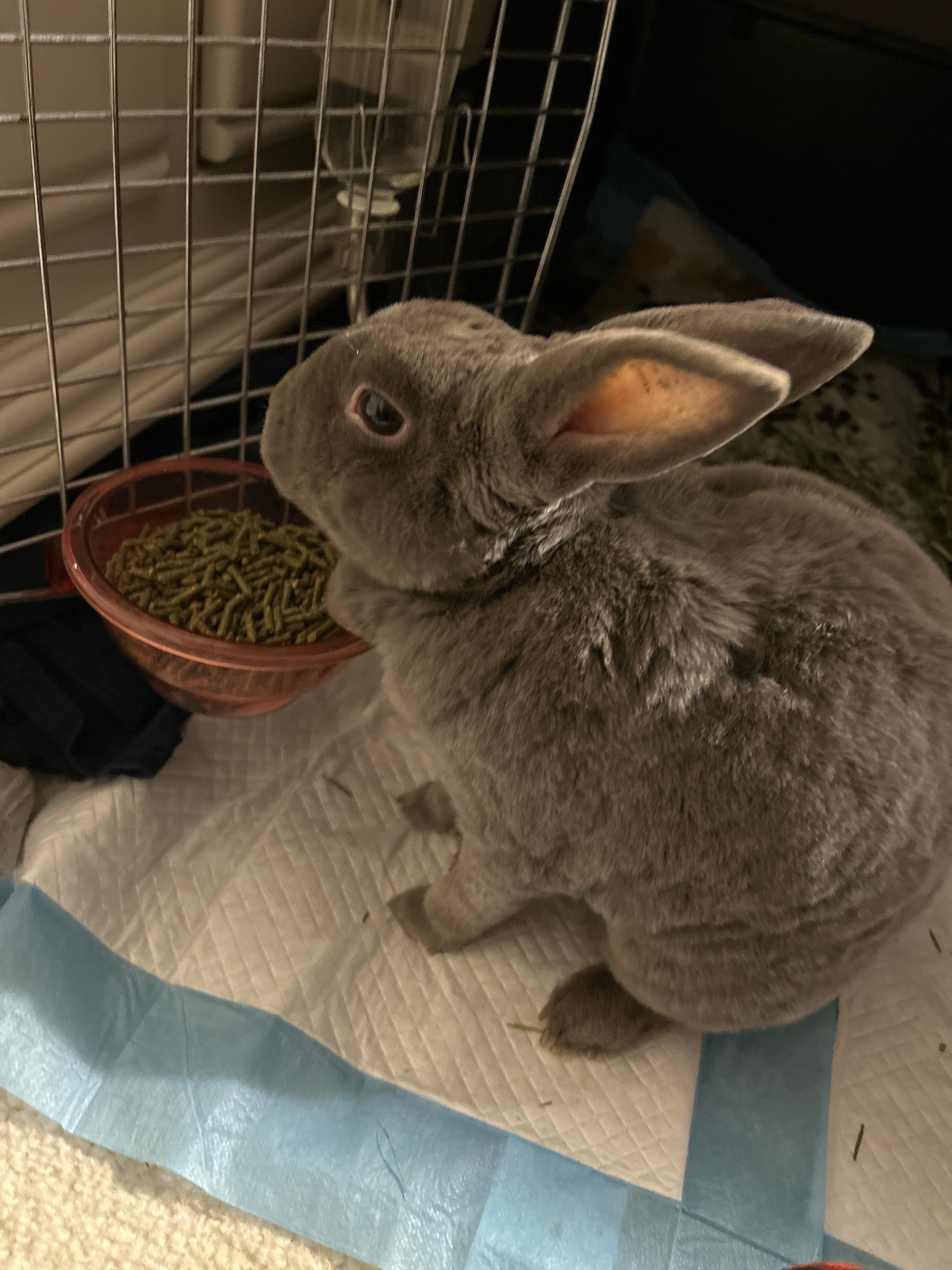 Hammie*, Adult Male unknown