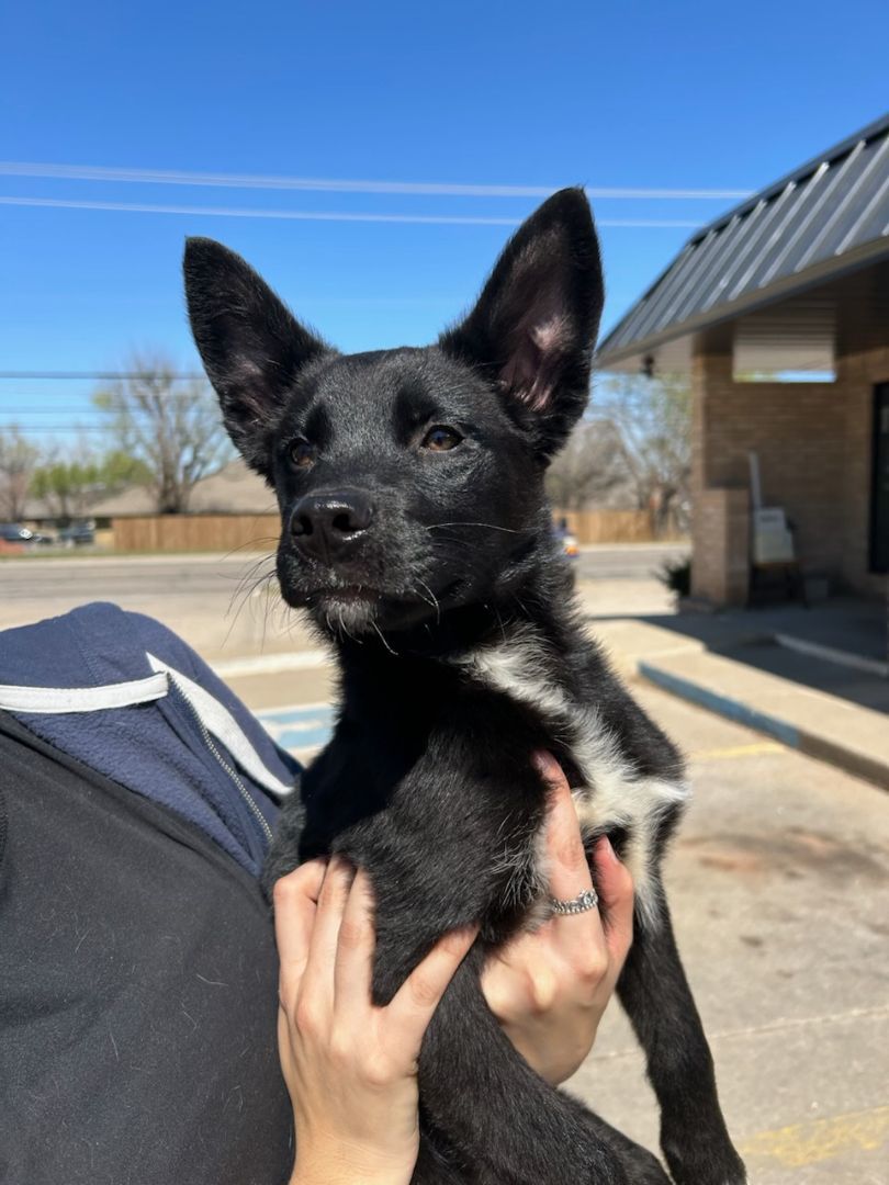 Jasper, a Adopted mixed breed in Choctaw, OK image 1/2