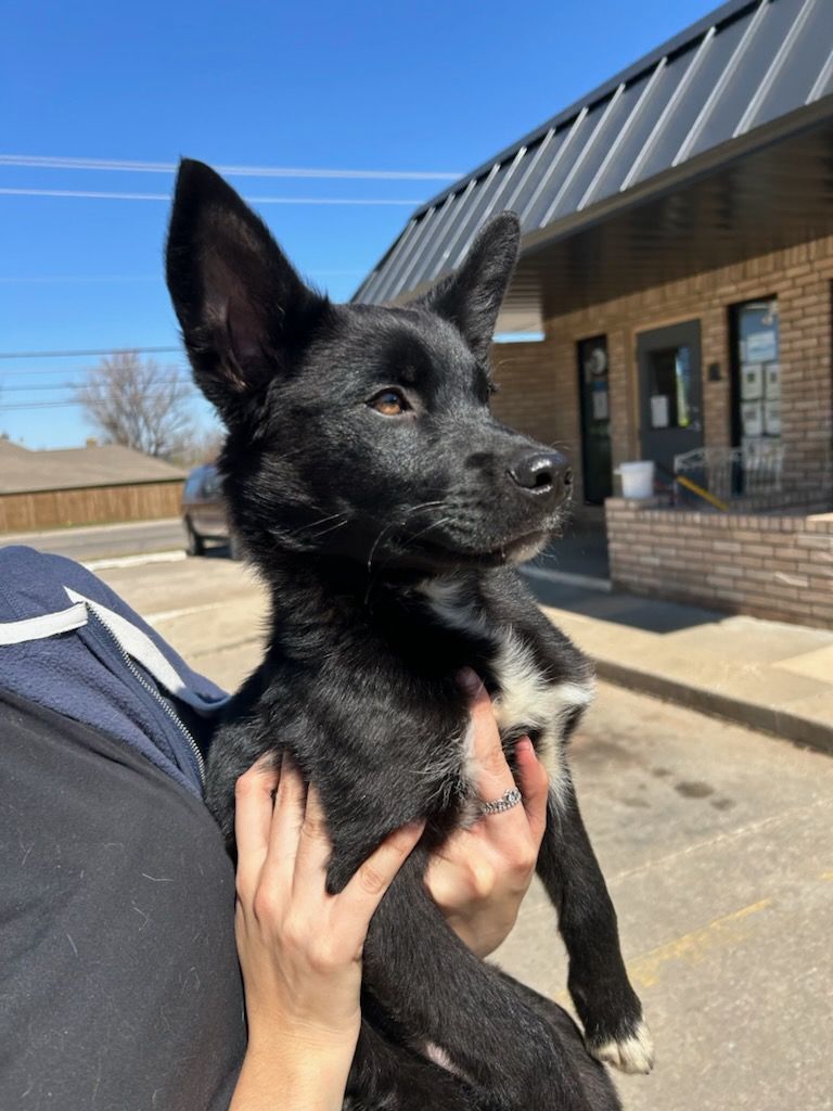 Jasper, a Adopted mixed breed in Choctaw, OK image 2/2