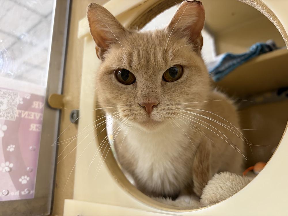 Enlarge Xena Warrior Princess, a Adoptable Domestic Short Hair in East hartford, CT image 3/5