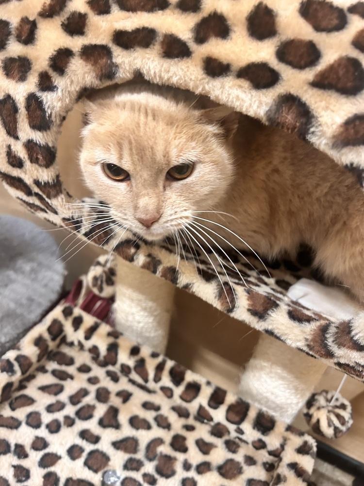 Enlarge Xena Warrior Princess, a Adoptable Domestic Short Hair in East hartford, CT image 4/5