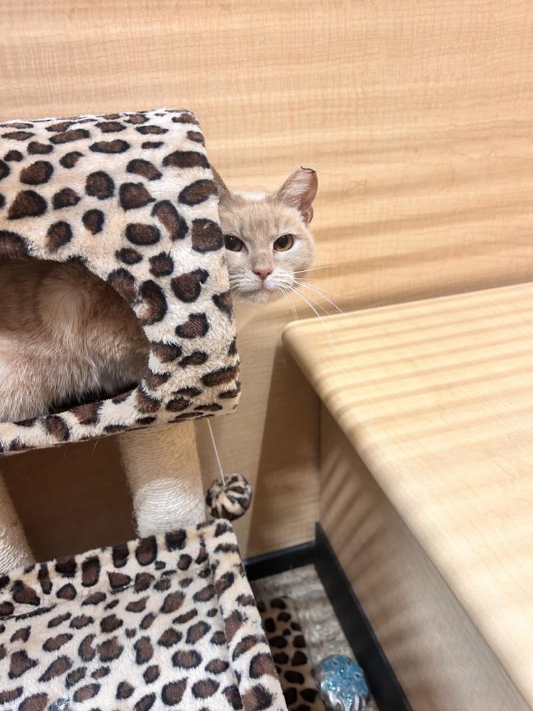 Enlarge Xena Warrior Princess, a Adoptable Domestic Short Hair in East hartford, CT image 5/5