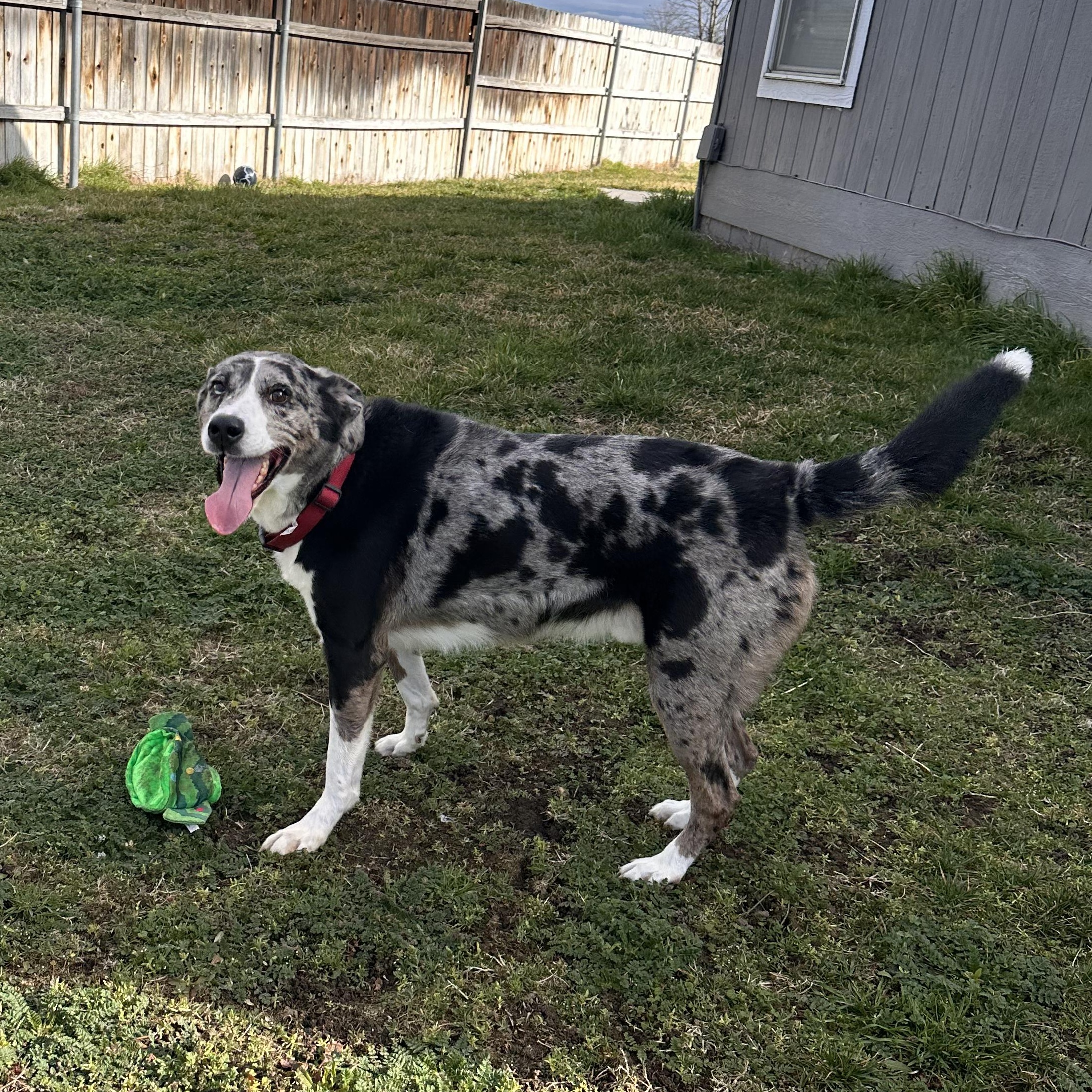 Enlarge Koda, a ADOPTABLE mixed breed in Hermiston, OR image 1/4