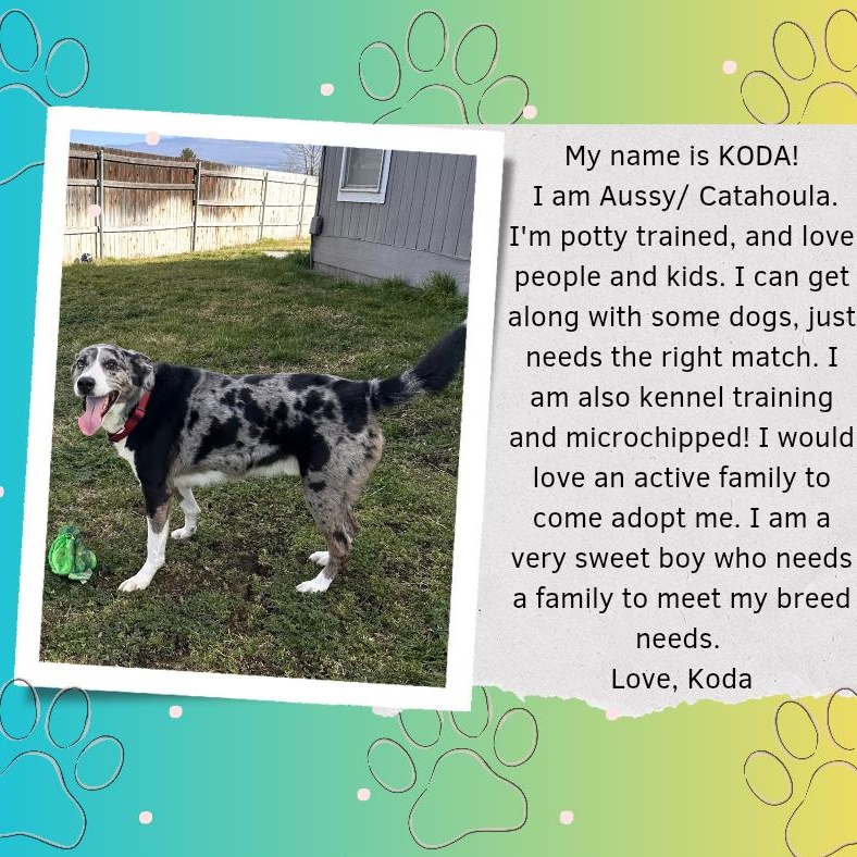 Koda, ADOPTABLE, Adult Male Australian Shepherd & Catahoula Leopard Dog.