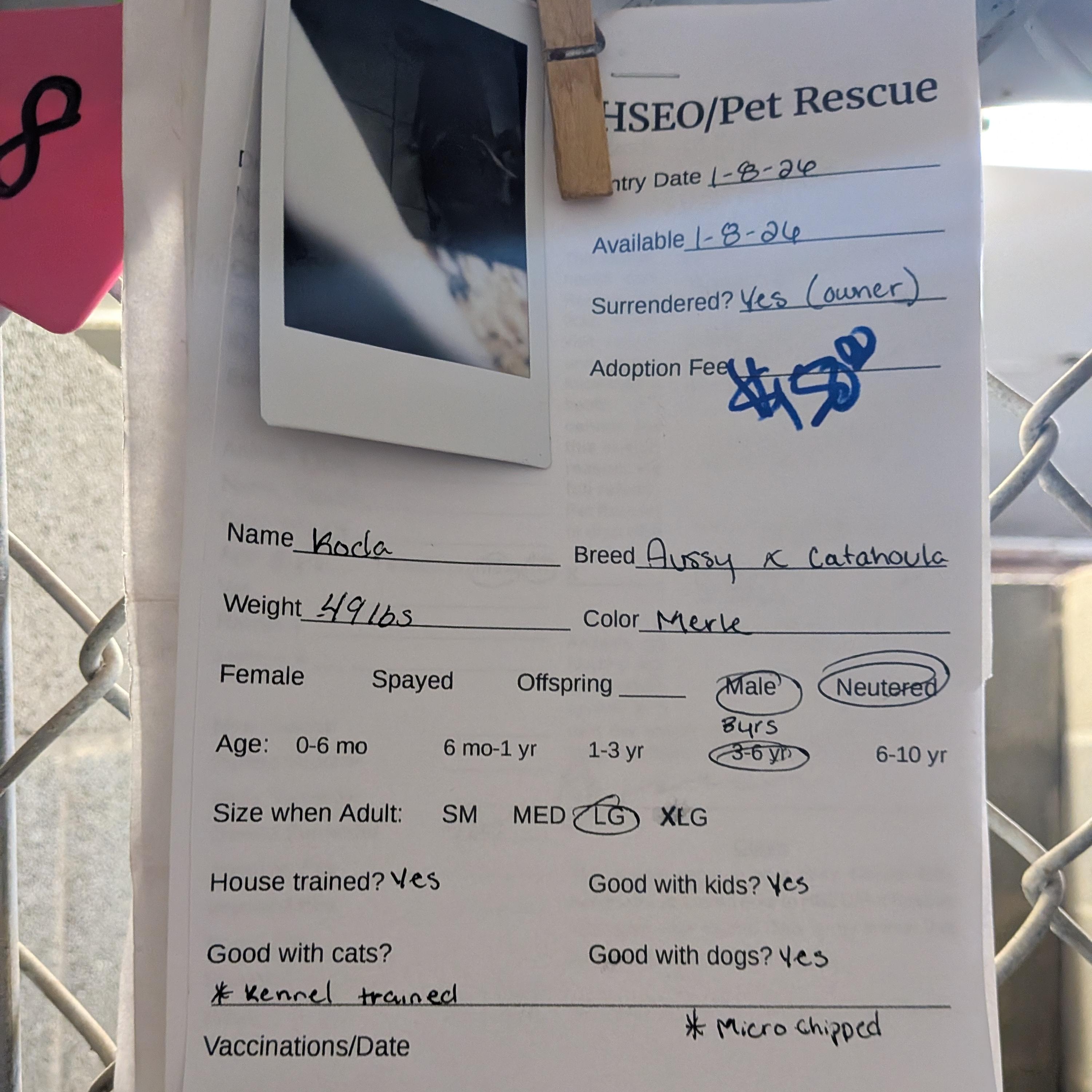 Enlarge Koda, a ADOPTABLE mixed breed in Hermiston, OR image 2/3