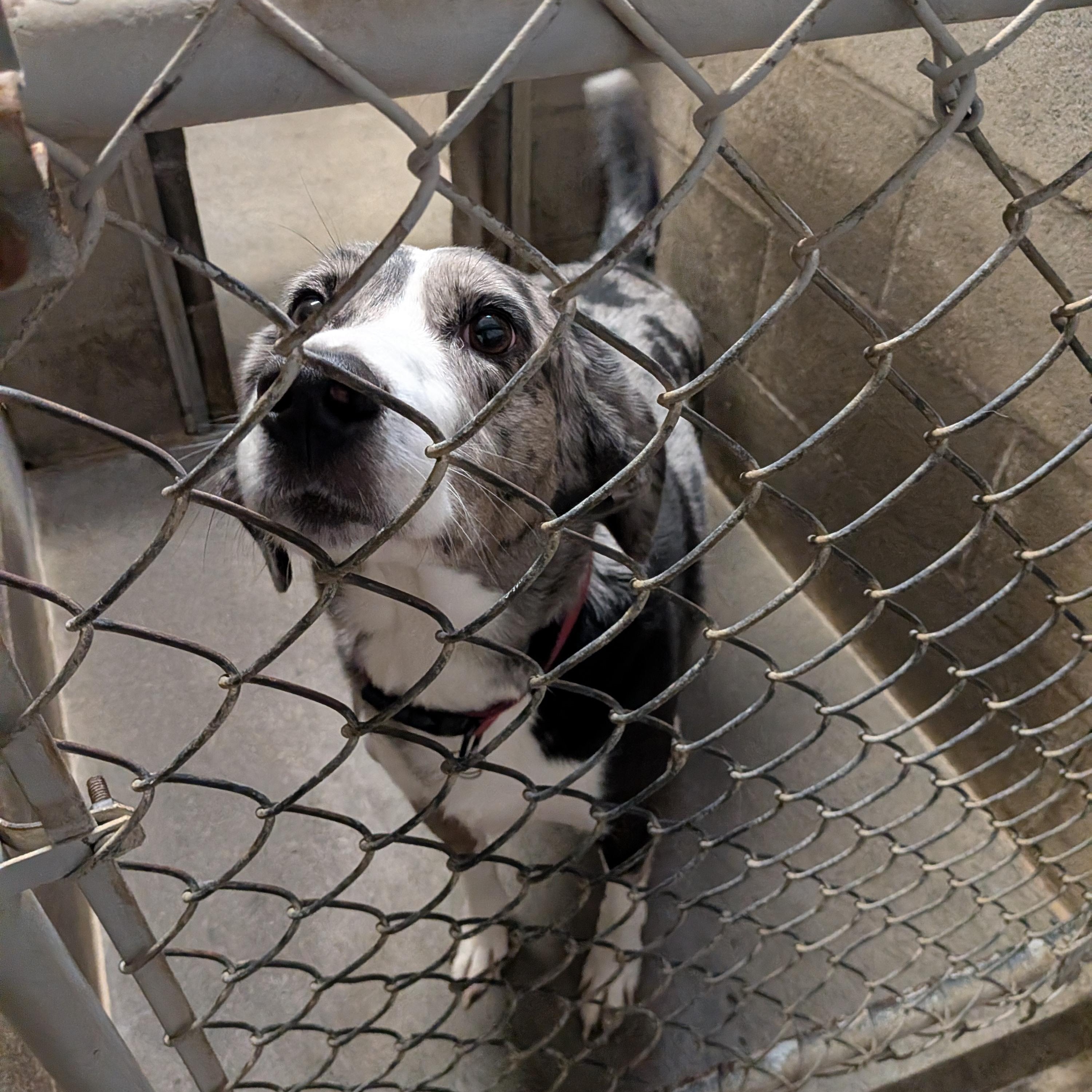 Enlarge Koda, a ADOPTABLE mixed breed in Hermiston, OR image 3/3