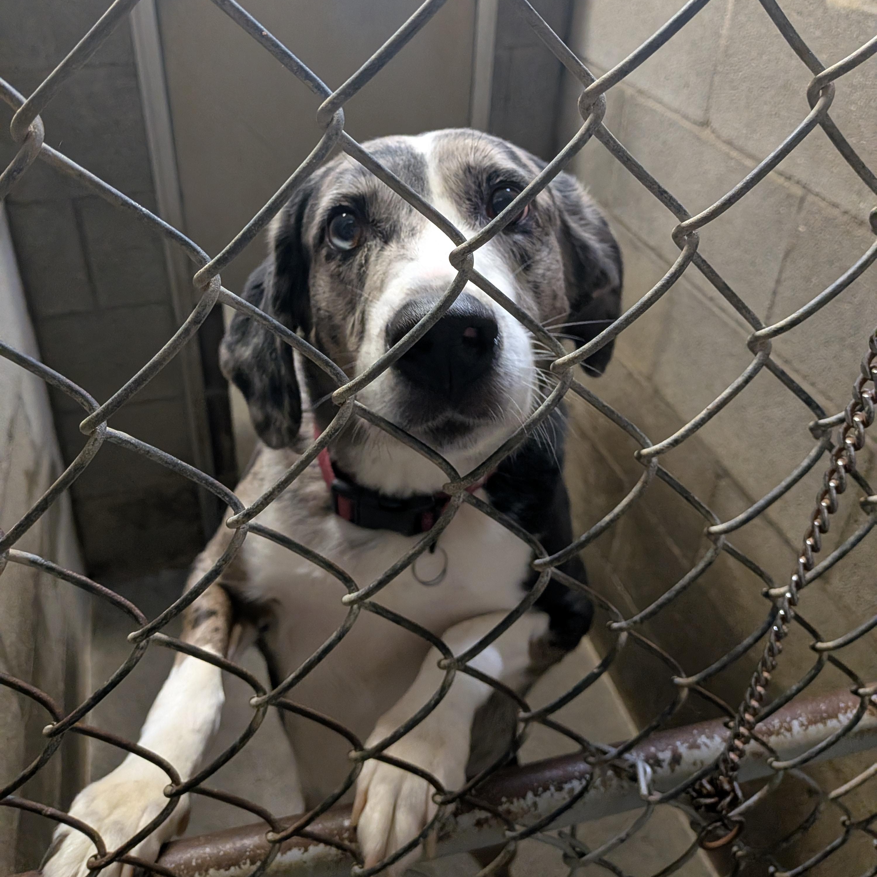 Koda, ADOPTABLE, Adult Male Australian Shepherd & Catahoula Leopard Dog.
