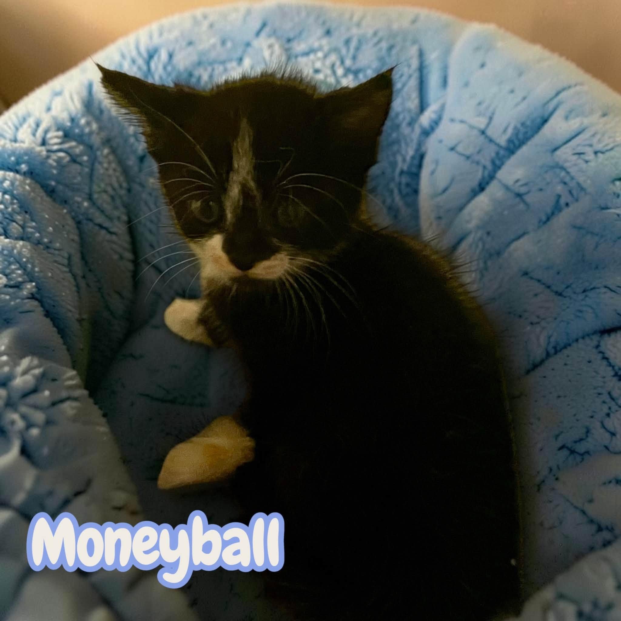 Enlarge Moneyball & Slugger, a Adopted mixed breed in Harrisonburg, VA image 2/4