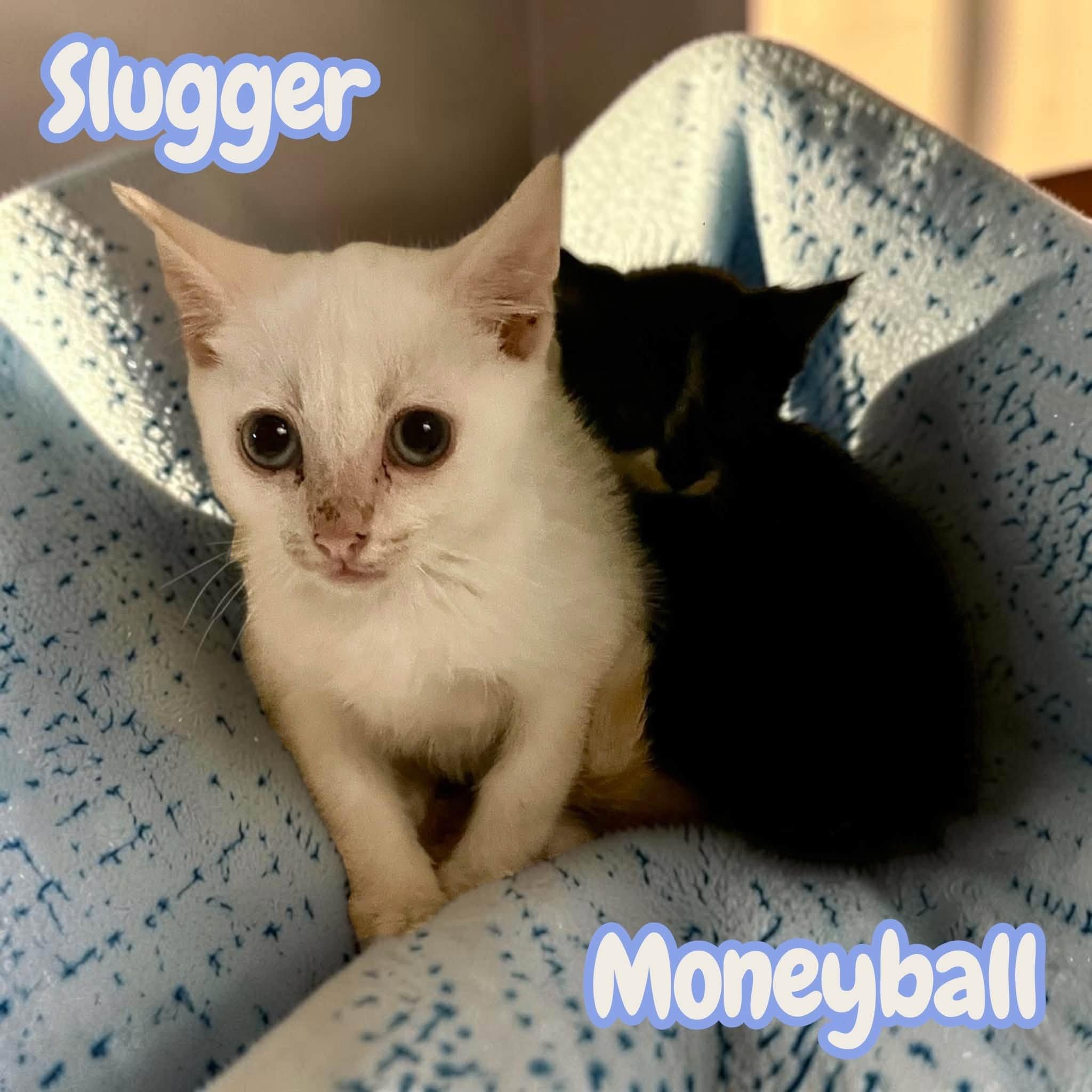 Moneyball & Slugger, Adopted, Kitten Male Siamese & Domestic Short Hair.