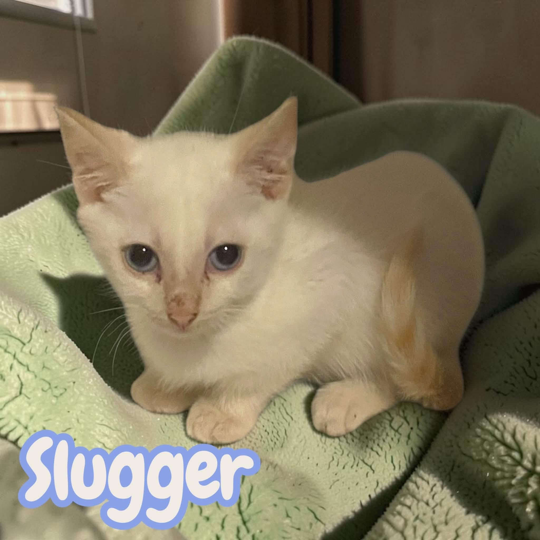 Enlarge Moneyball & Slugger, a Adopted mixed breed in Harrisonburg, VA image 3/4