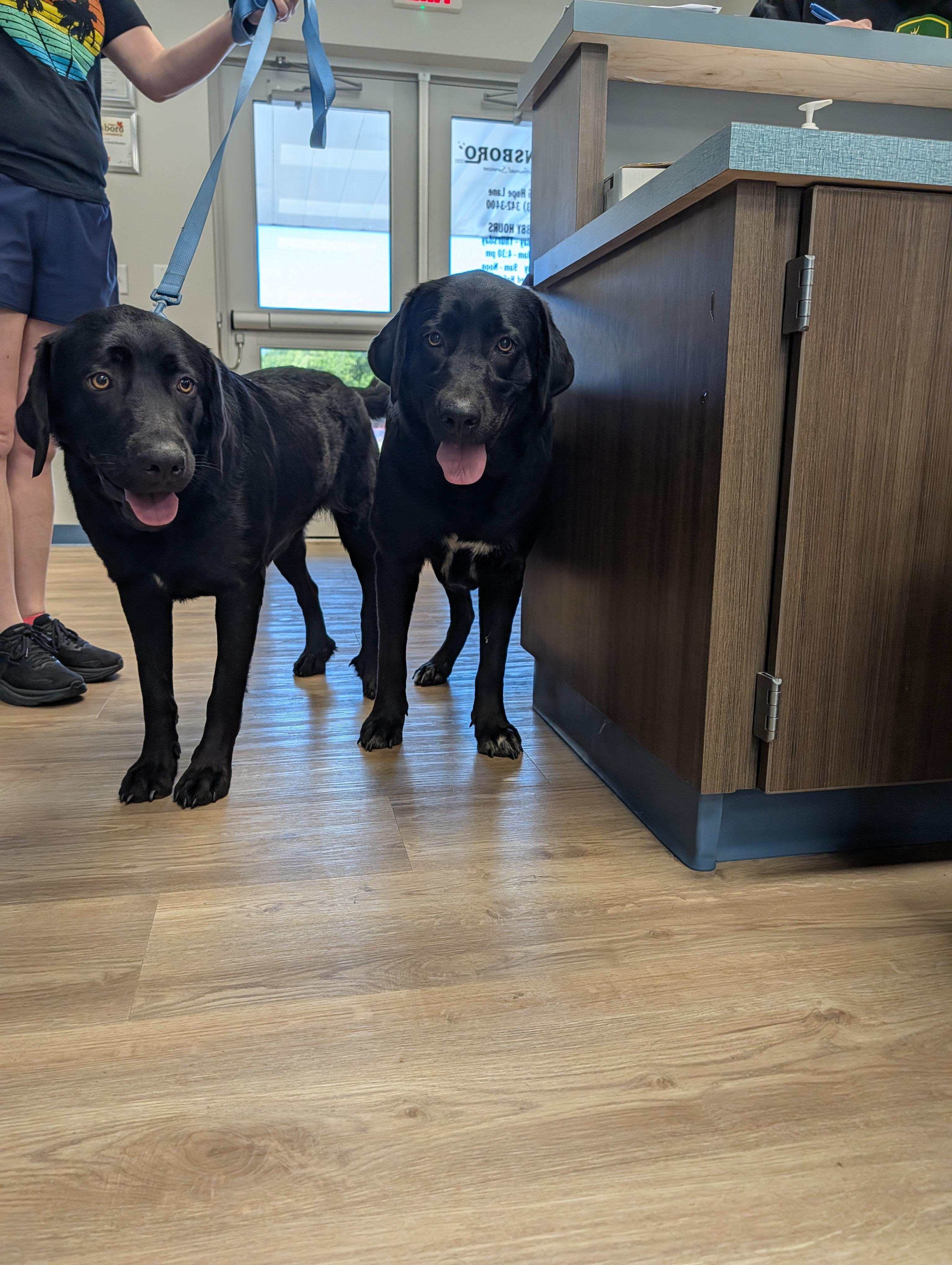 Enlarge Pie and Star, a ADOPTABLE mixed breed in Winnsboro, TX image 1/1