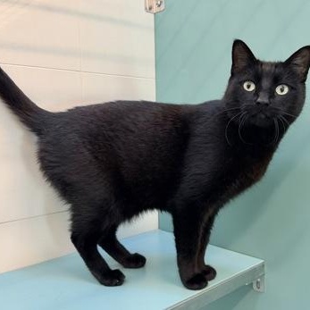 Sakamoto, adopted, Adult Male Domestic Short Hair.