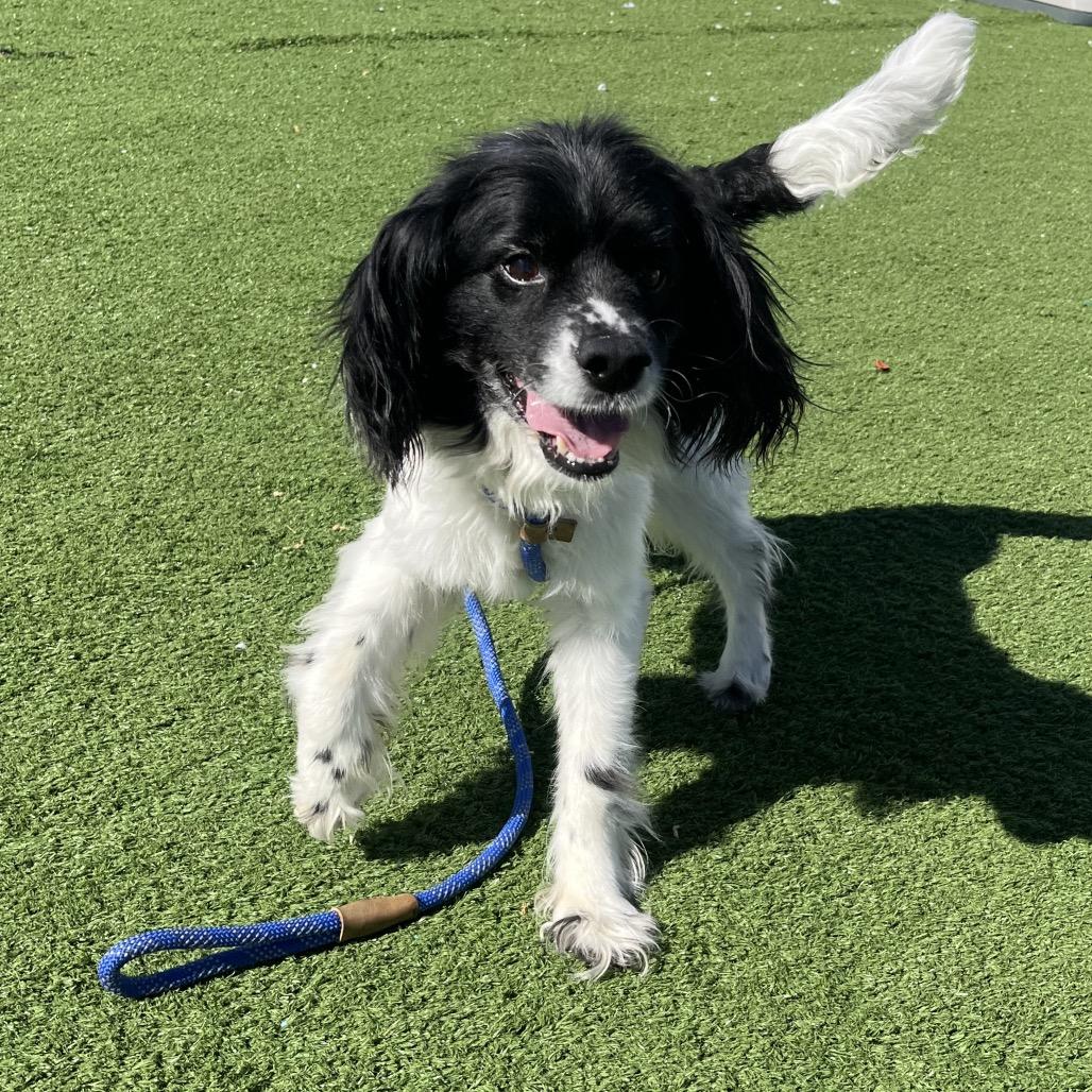 Enlarge Papi, a Adoptable mixed breed in Bristol, IN image 1/2