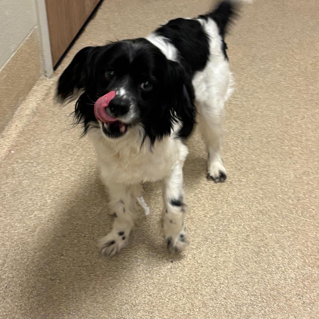 Enlarge Papi, a Adoptable mixed breed in Bristol, IN image 2/2