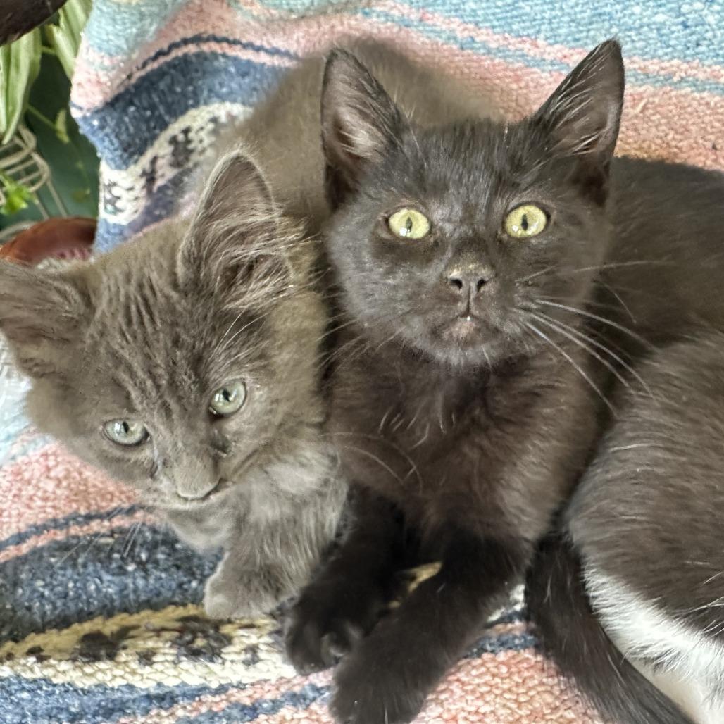 Binty, Adoptable, Kitten Female Domestic Short Hair.