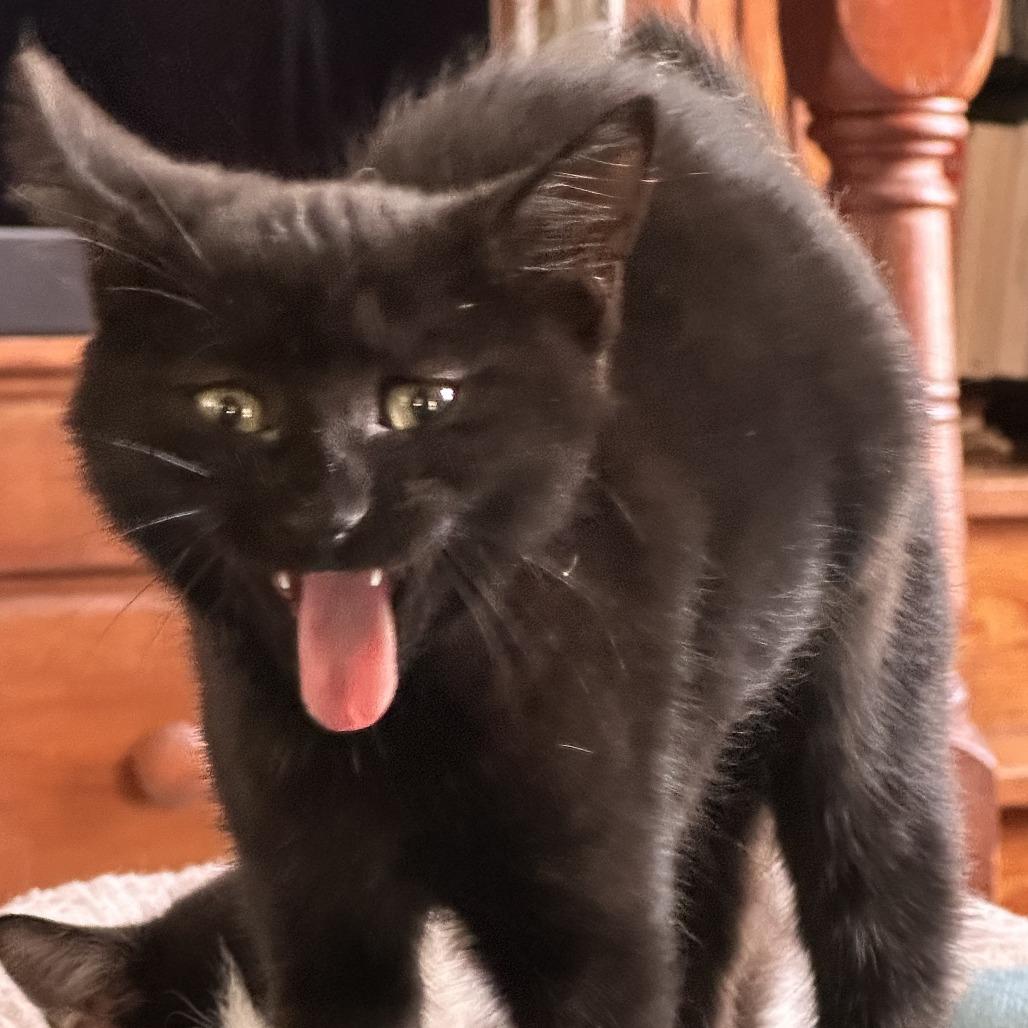 Enlarge Binty, a Adoptable Domestic Short Hair in Saugerties, NY image 3/3