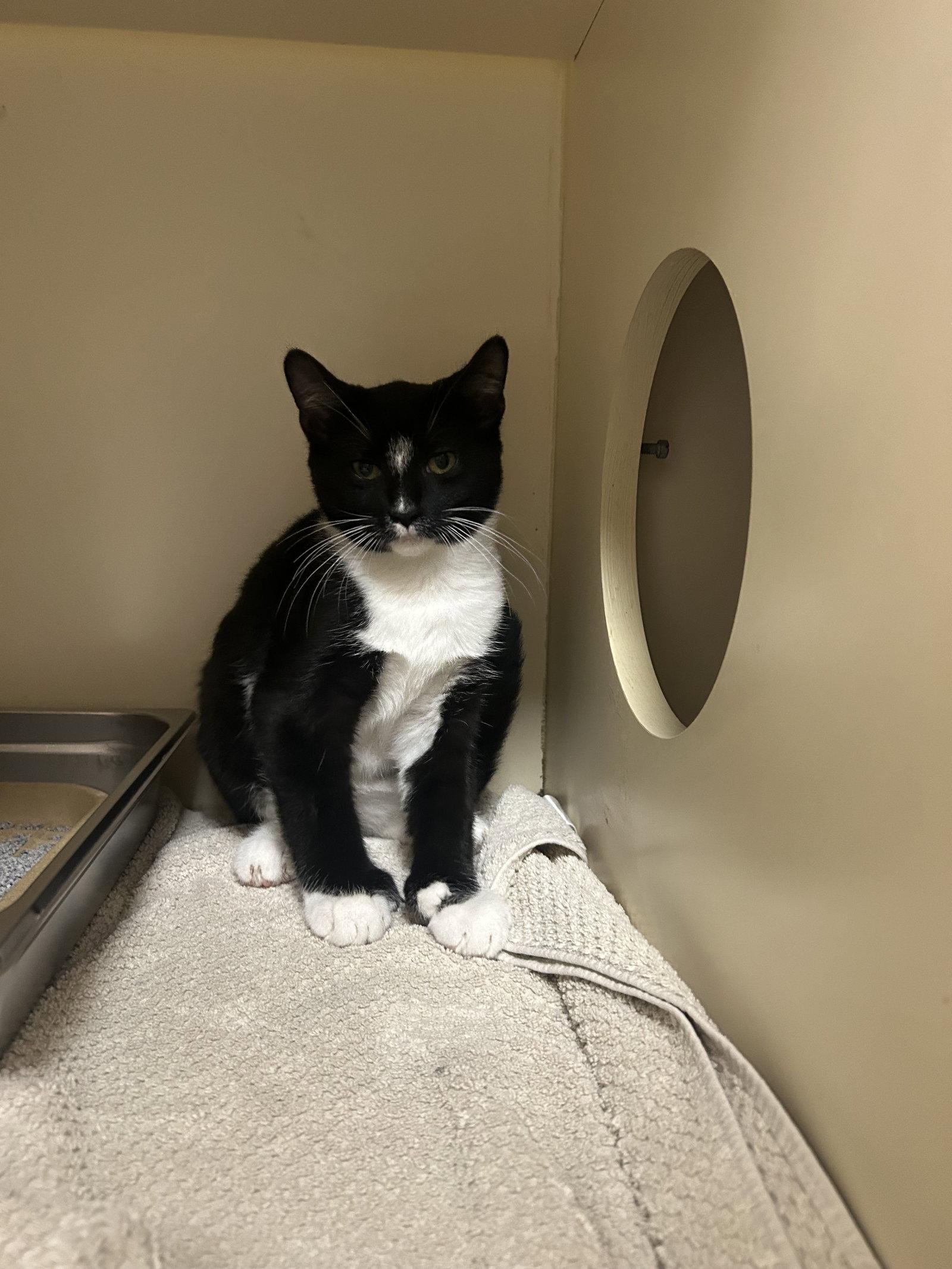 Murdoc, Adoptable, Kitten Male Domestic Short Hair.