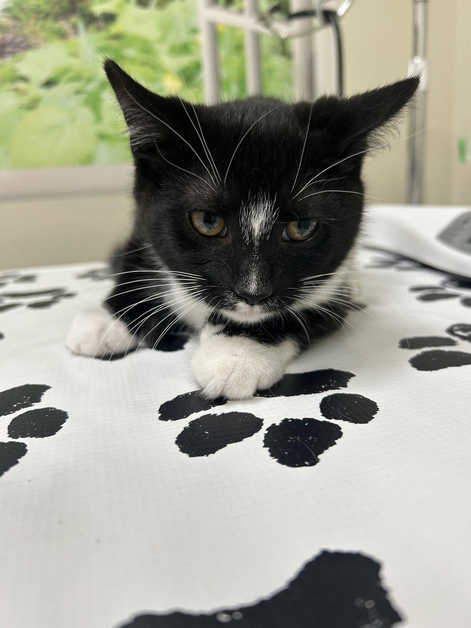 Enlarge Murdoc, a Adoptable Domestic Short Hair in Lancaster, PA image 1/1