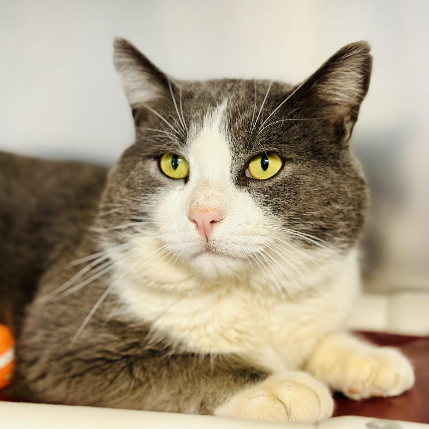Metro , ADOPTABLE, Adult Male Domestic Short Hair.