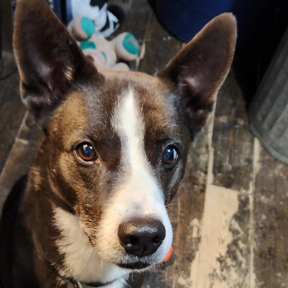 Moonlight, Adoptable, Senior Male Australian Kelpie.
