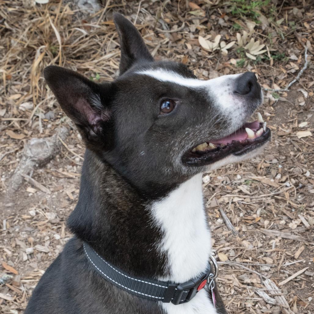 Enlarge Moonlight, a Adoptable mixed breed in Wimberley, TX image 2/6