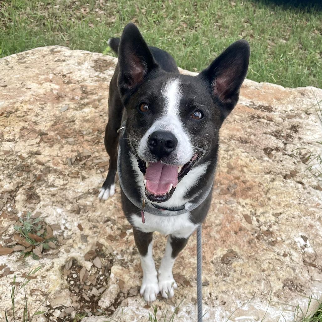 Moonlight, Adoptable, Senior Male Australian Kelpie.