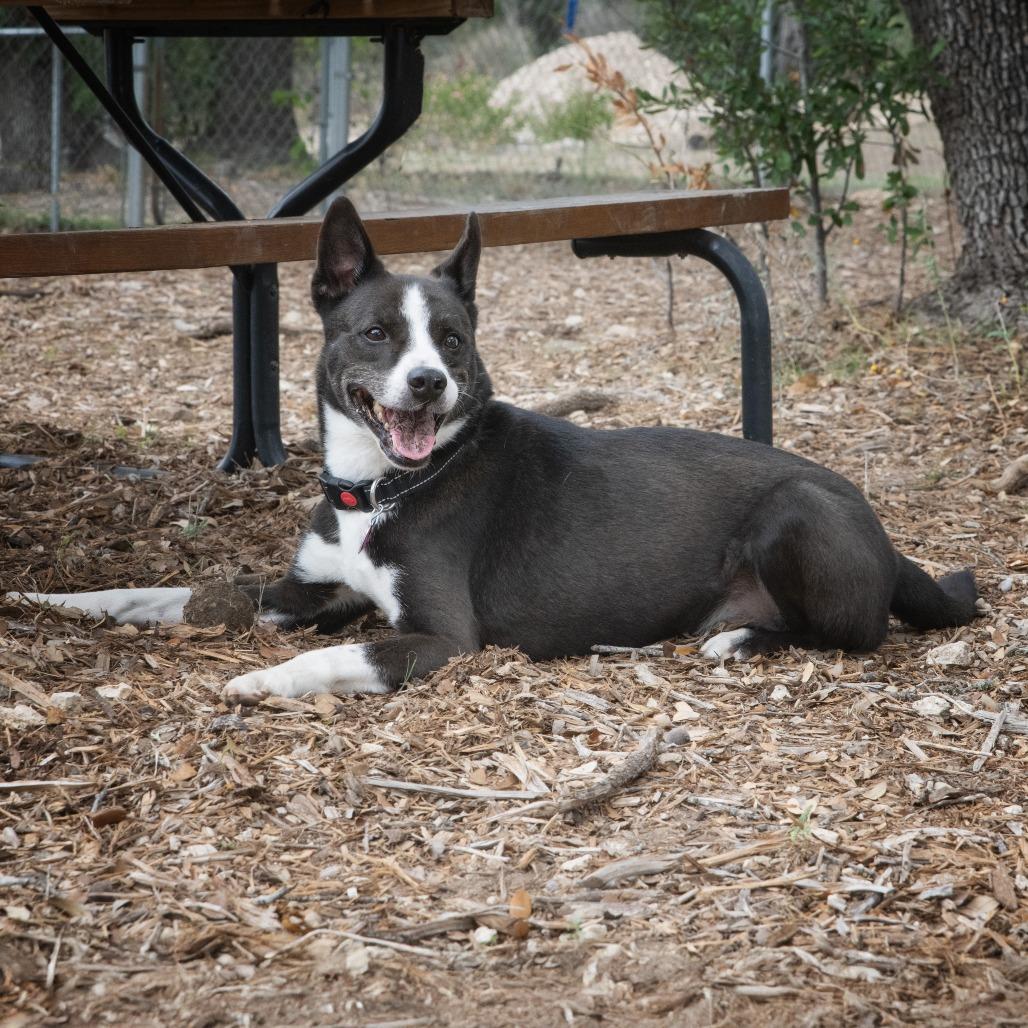 Enlarge Moonlight, a Adoptable mixed breed in Wimberley, TX image 3/6