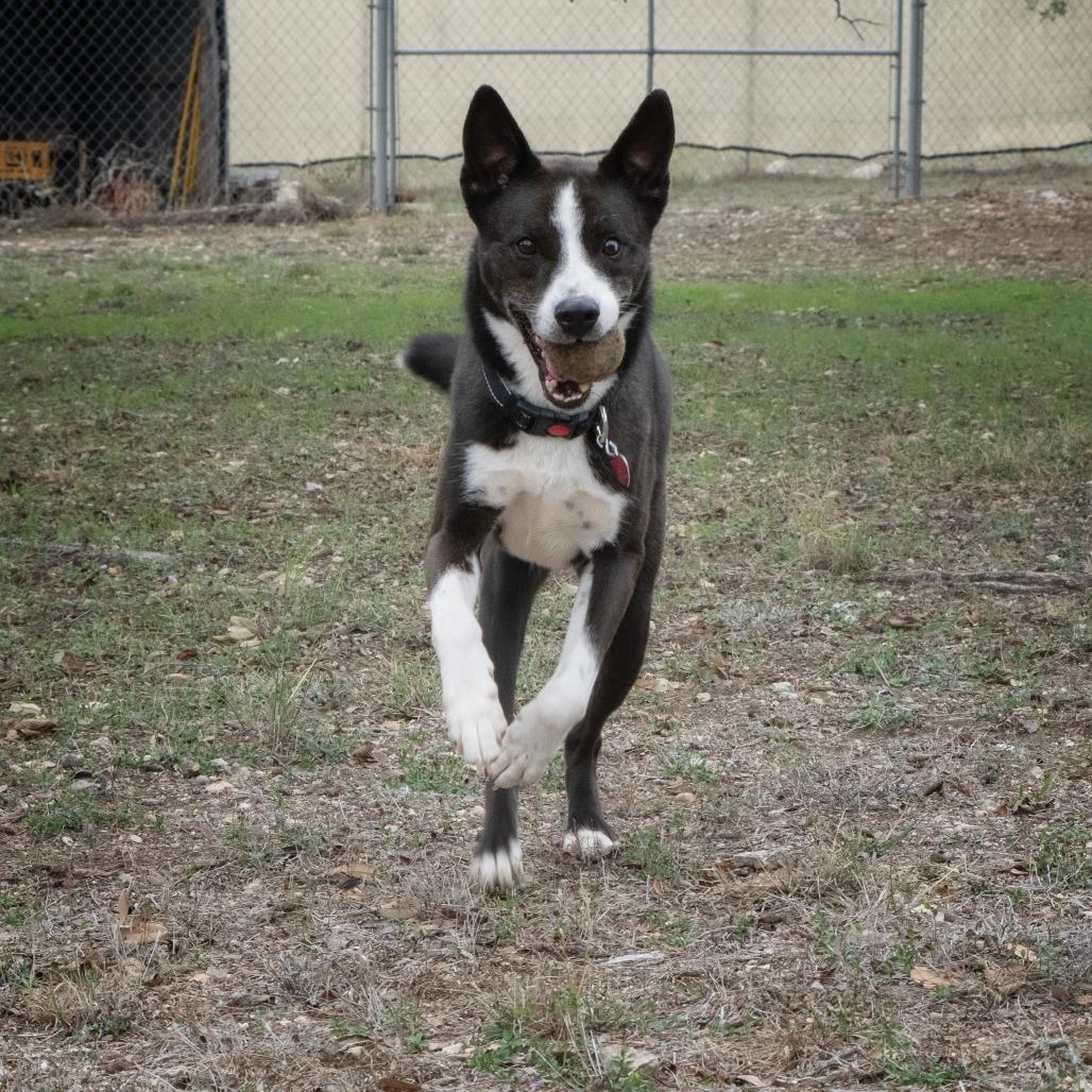 Enlarge Moonlight, a Adoptable mixed breed in Wimberley, TX image 3/6
