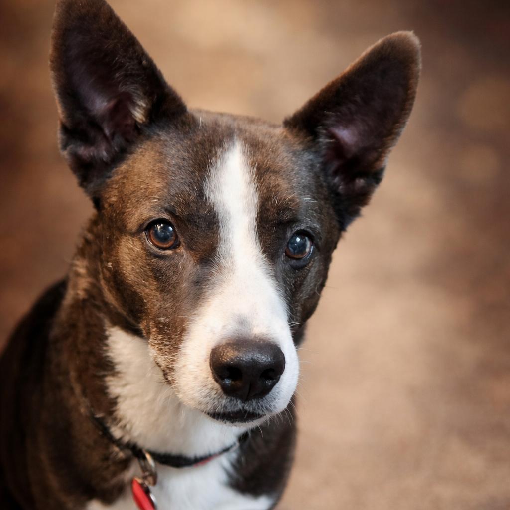 Enlarge Moonlight, a Adoptable mixed breed in Wimberley, TX image 4/6