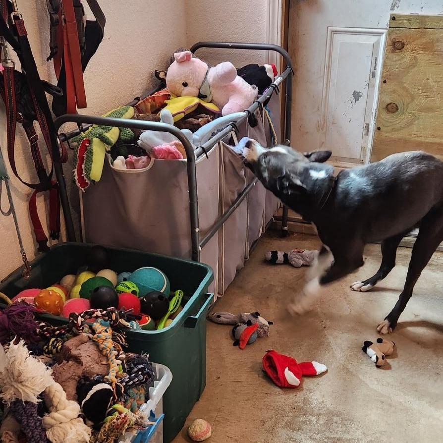 Enlarge Moonlight, a Adoptable mixed breed in Wimberley, TX image 4/6