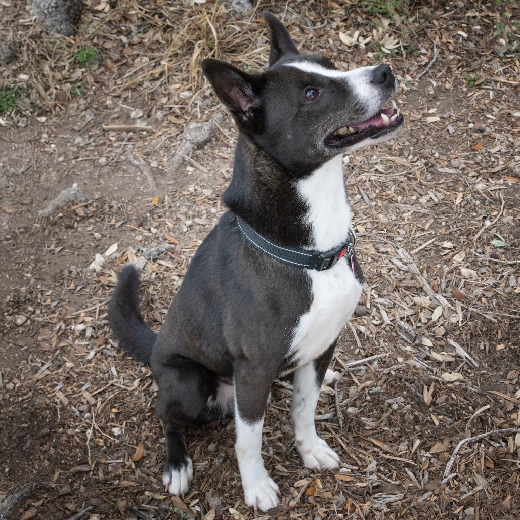 Enlarge Moonlight, a Adoptable mixed breed in Wimberley, TX image 4/6