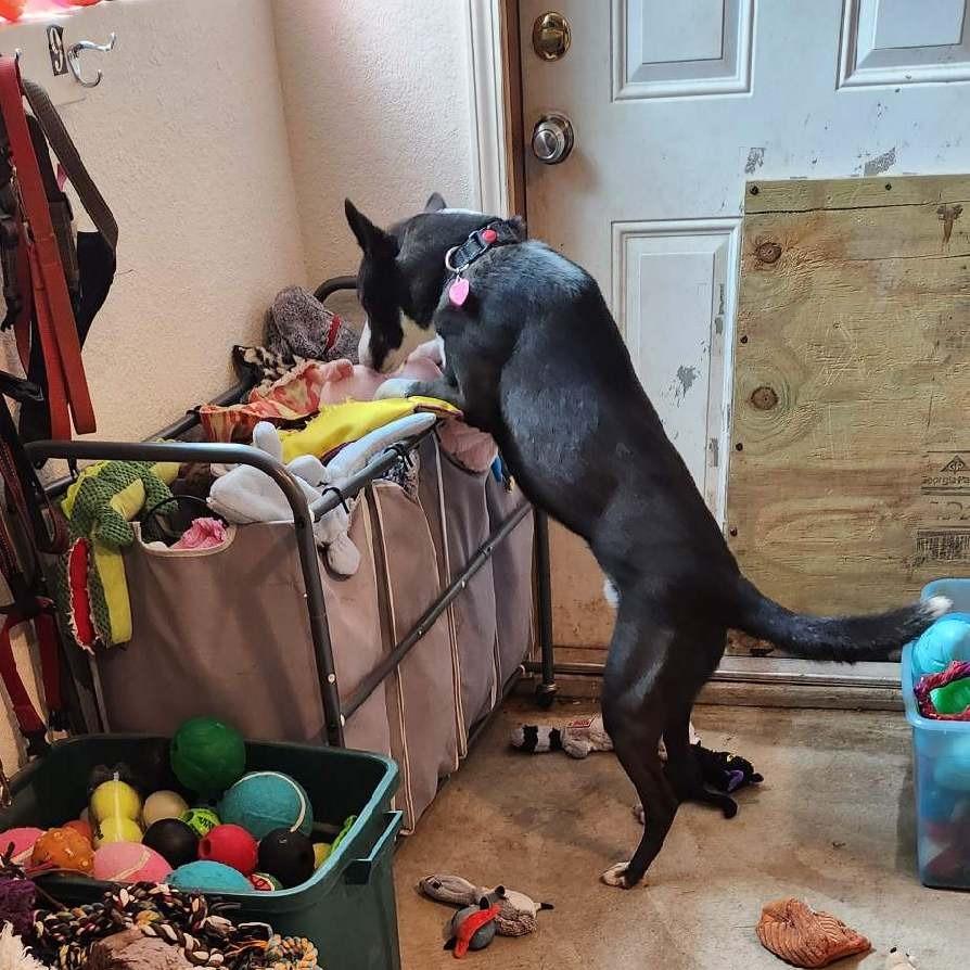 Enlarge Moonlight, a Adoptable mixed breed in Wimberley, TX image 6/6