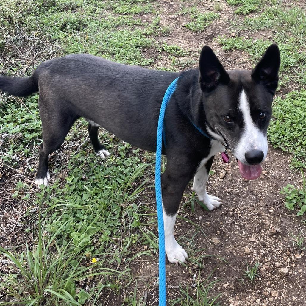 Moonlight, a Adoptable mixed breed in Wimberley, TX image 6/6