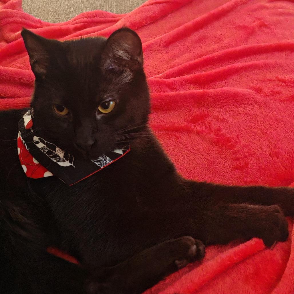 Central, ADOPTABLE, Young Male Domestic Short Hair.